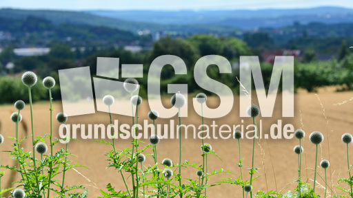 Drüsenblättrige Kugeldistel (3).jpg